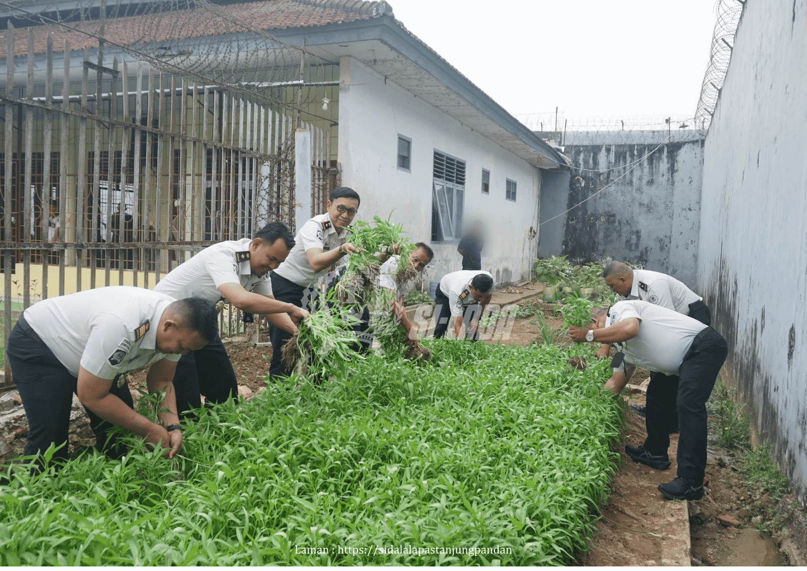 Dukung 15 Program Aksi Menteri Imipas, Lapas Tanjungpandan Penuhi Kebutuhan Warga Binaan melalui Panen 60 Kg Kangkung dari Lahan Branggang